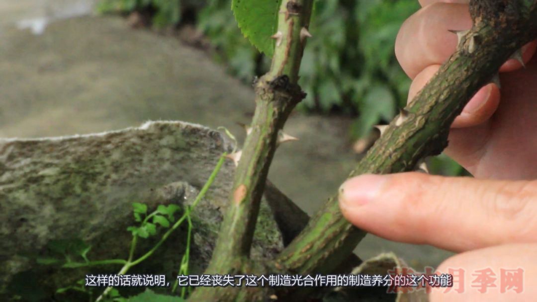 月季的表皮發(fā)黑，都是哪些原因造成的？
