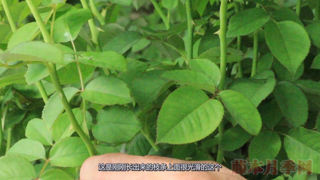 月季的表皮發(fā)黑，都是哪些原因造成的？
