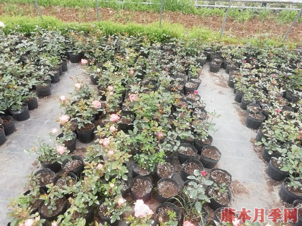 月季小苗價(jià)格是多少？