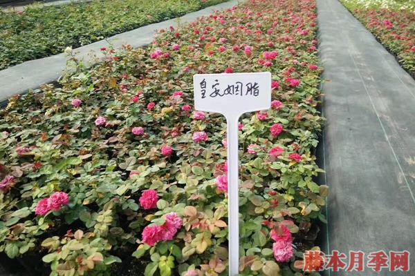 月季小苗價(jià)格是多少？