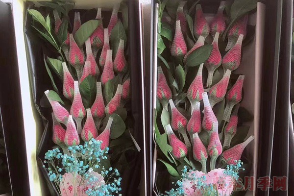 玫瑰花網(wǎng)套什么時候套，怎么套？
