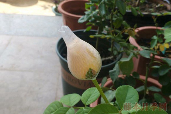 玫瑰花網(wǎng)套什么時候套，怎么套？