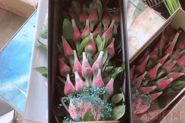 玫瑰花網(wǎng)套什么時候套，怎么套？