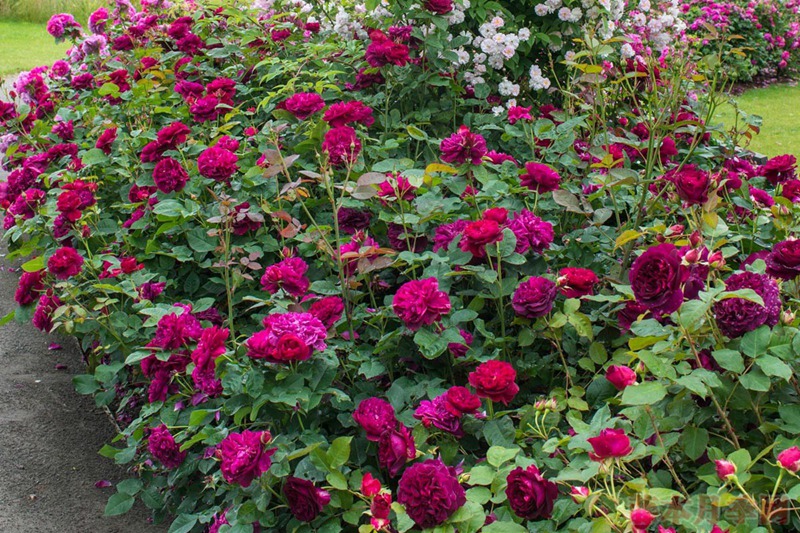 達西布塞爾 Darcey Bussell