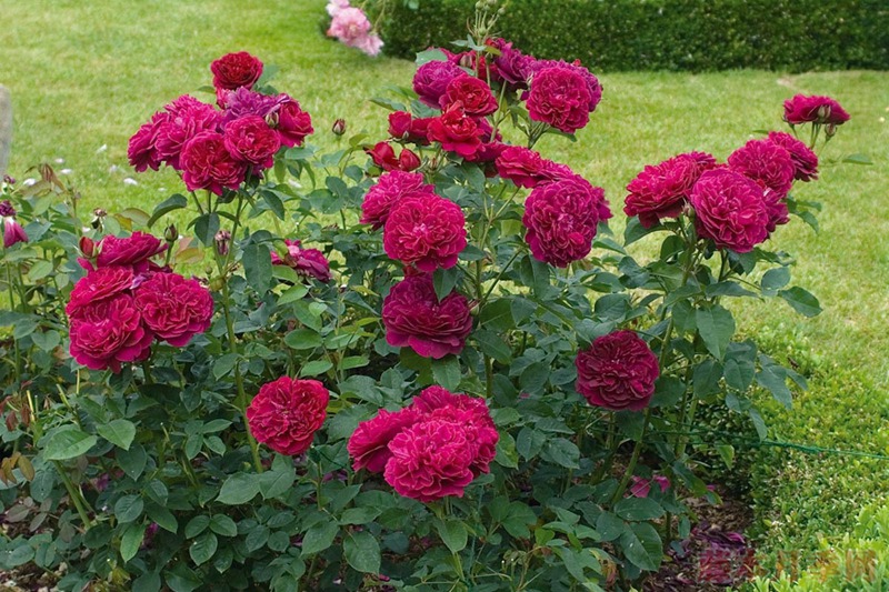 達西布塞爾 Darcey Bussell