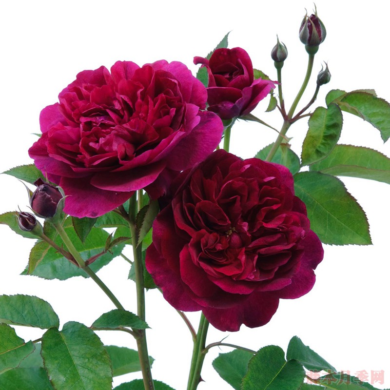達西布塞爾 Darcey Bussell