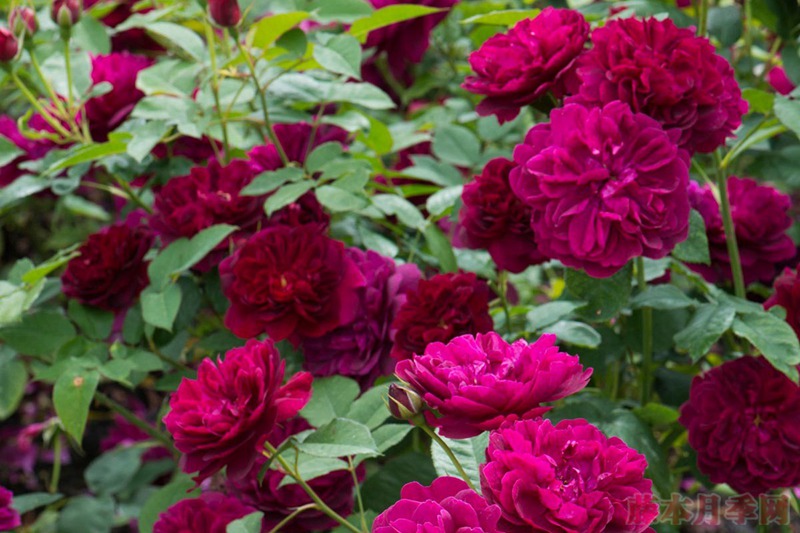 達西布塞爾 Darcey Bussell