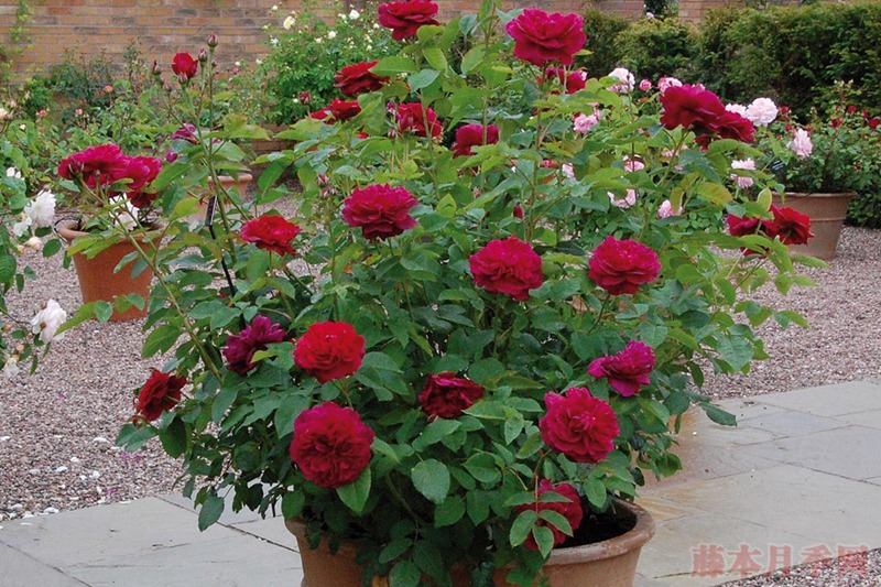 達西布塞爾 Darcey Bussell