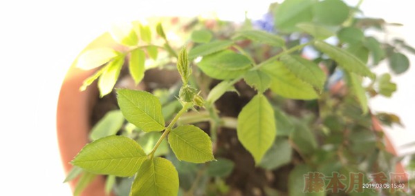 月季小白購(gòu)買種植初體驗(yàn)(二)——牙簽苗種植