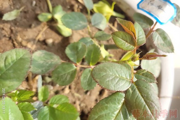 月季小白購(gòu)買種植初體驗(yàn)(二)——牙簽苗種植
