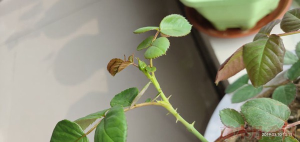 月季小白購(gòu)買種植初體驗(yàn)(二)——牙簽苗種植