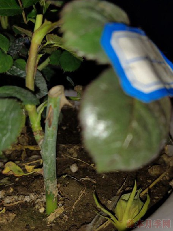 月季小白購(gòu)買種植初體驗(yàn)(二)——牙簽苗種植