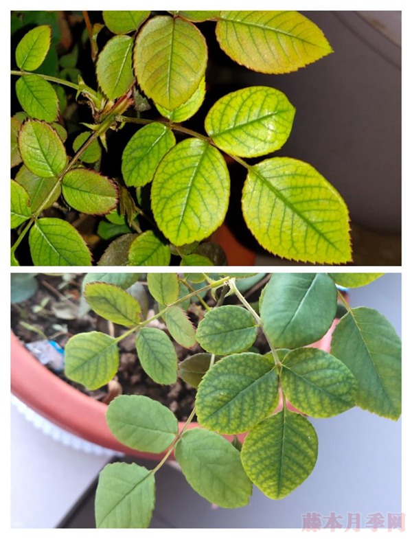 月季小白購(gòu)買種植初體驗(yàn)(二)——牙簽苗種植