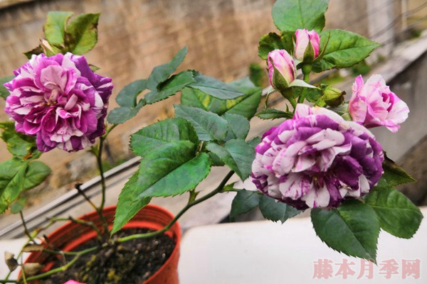 直播買苗靠譜嗎？說說直播賣苗的那些坑