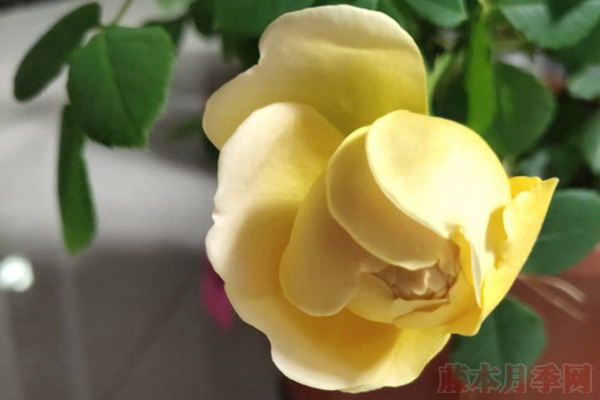 月季小白購(gòu)買種植初體驗(yàn)(三)——黃金慶典初花