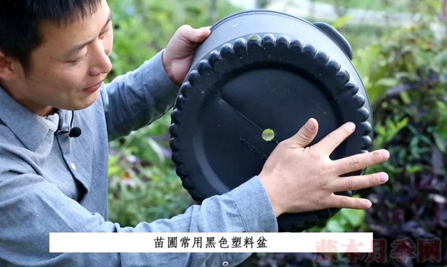 月季入手前必須了解的換盆小知識(shí)！