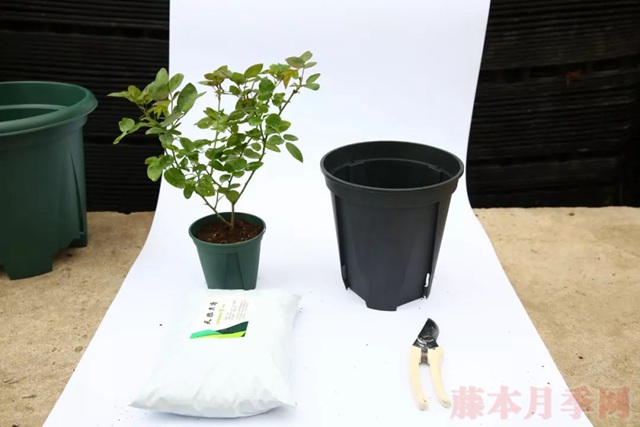 月季入手前必須了解的換盆小知識(shí)！