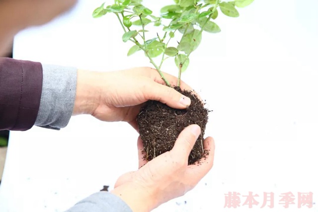 月季入手前必須了解的換盆小知識(shí)！