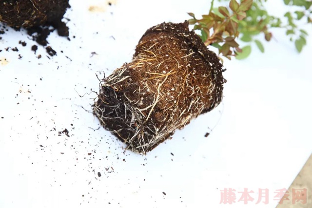 月季入手前必須了解的換盆小知識(shí)！