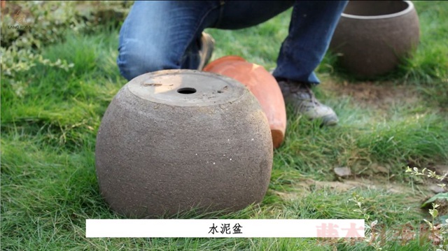 月季入手前必須了解的換盆小知識(shí)！