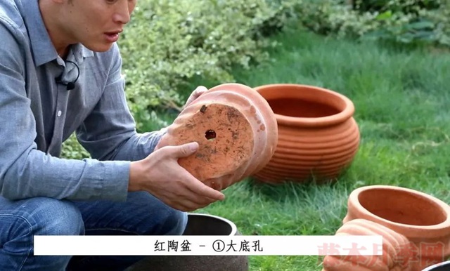 月季入手前必須了解的換盆小知識(shí)！
