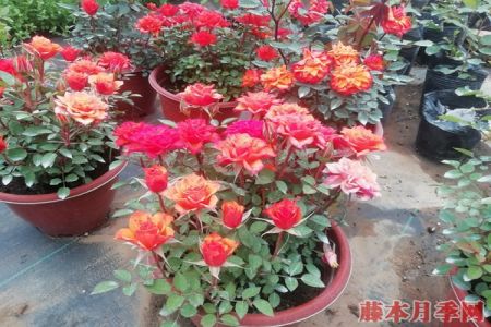 關(guān)于月季小苗價(jià)格，你知道多少？