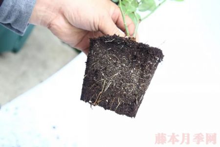 入手月季必須了解的換盆小知識！