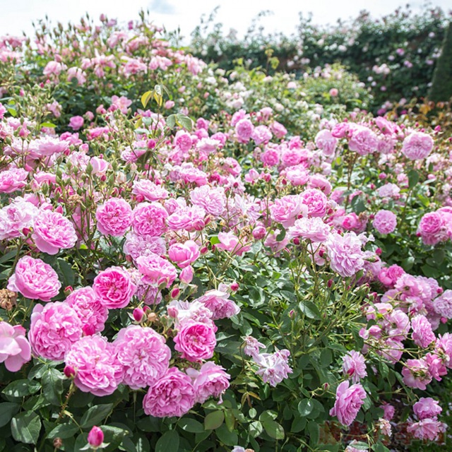 哈洛卡爾(HARLOW CARR)