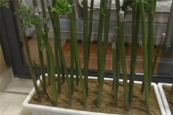無刺薔薇桿扦插多久可以生根？