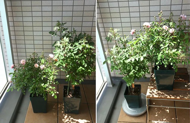 陽臺種植藤本月季花柱，從零開始打造實(shí)錄