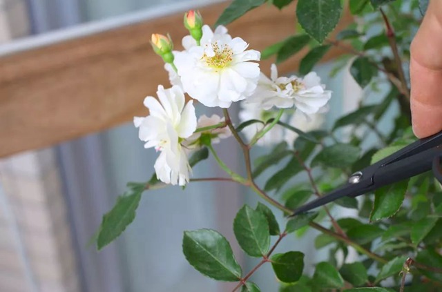 陽臺種植藤本月季花柱，從零開始打造實(shí)錄