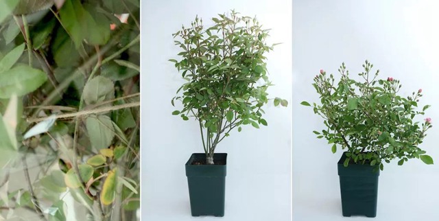 陽臺種植藤本月季花柱，從零開始打造實(shí)錄