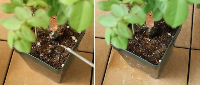 陽臺種植藤本月季花柱，從零開始打造實(shí)錄