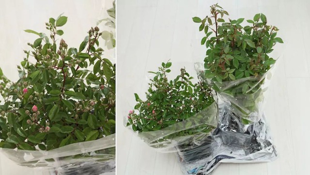 陽臺種植藤本月季花柱，從零開始打造實(shí)錄