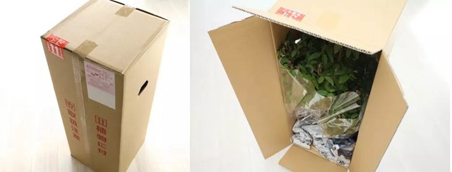 陽臺種植藤本月季花柱，從零開始打造實(shí)錄