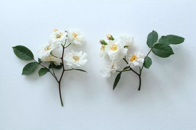 陽臺種植藤本月季花柱，從零開始打造實(shí)錄
