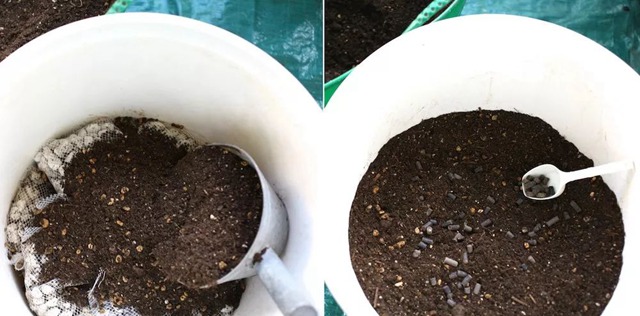 陽臺種植藤本月季花柱，從零開始打造實(shí)錄