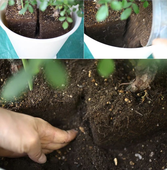 陽臺種植藤本月季花柱，從零開始打造實(shí)錄