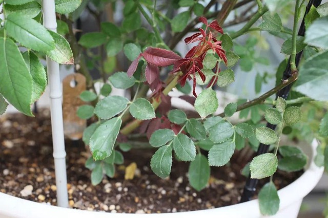 陽臺種植藤本月季花柱，從零開始打造實(shí)錄