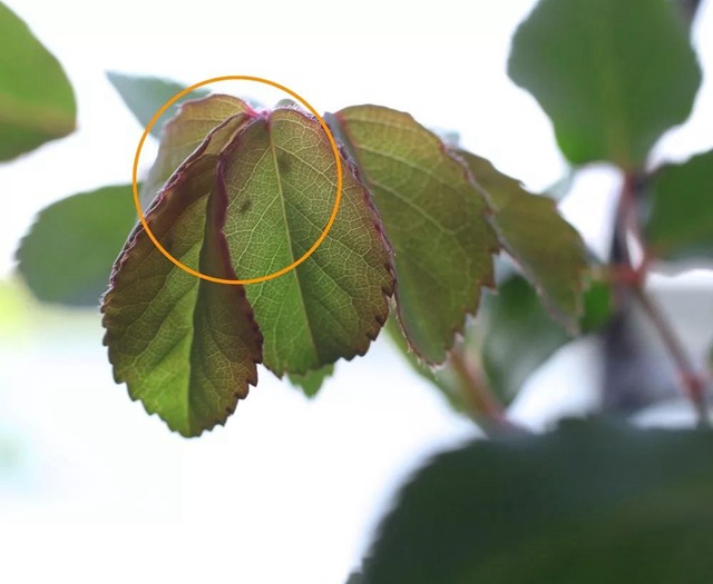 陽臺種植藤本月季花柱，從零開始打造實(shí)錄