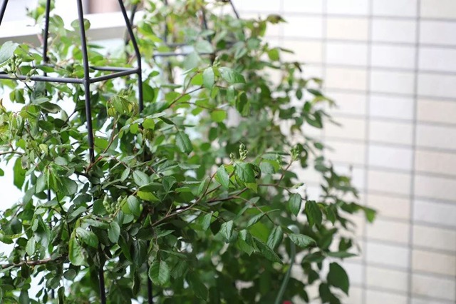 陽臺種植藤本月季花柱，從零開始打造實(shí)錄