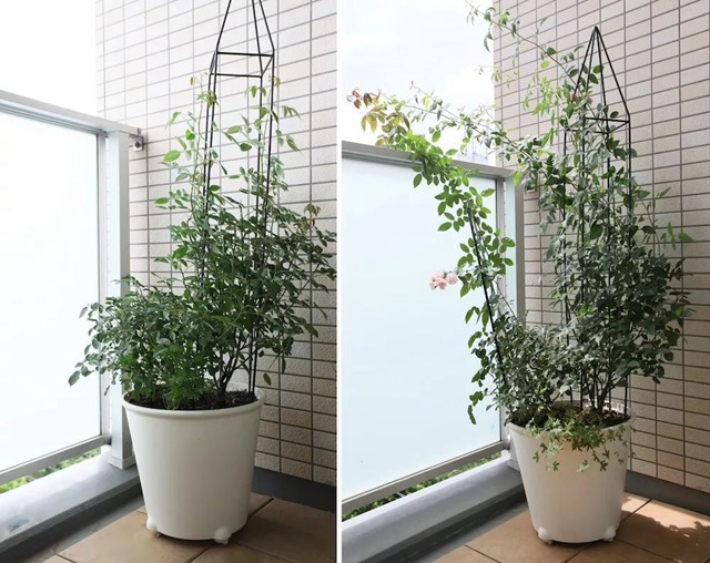 陽臺種植藤本月季花柱，從零開始打造實(shí)錄