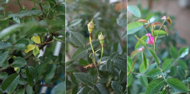 陽臺種植藤本月季花柱，從零開始打造實(shí)錄