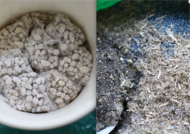 陽臺種植藤本月季花柱，從零開始打造實(shí)錄