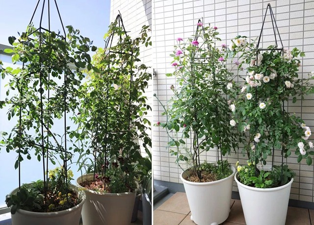 陽臺種植藤本月季花柱，從零開始打造實(shí)錄