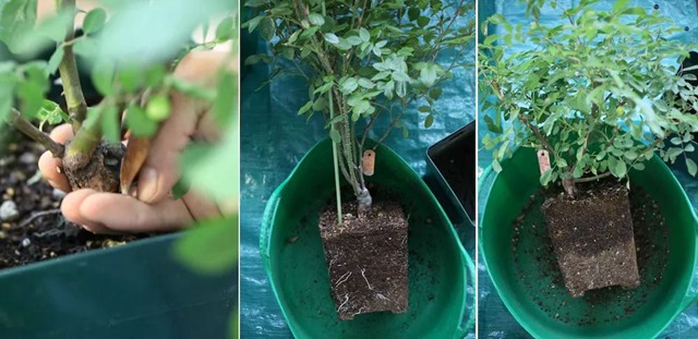 陽臺種植藤本月季花柱，從零開始打造實(shí)錄