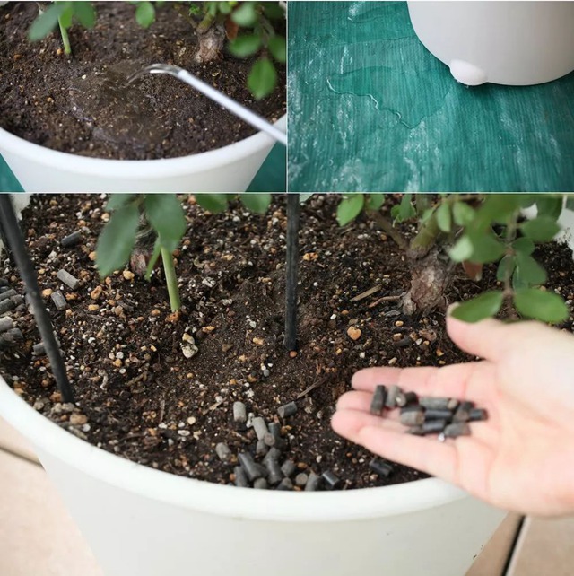 陽臺種植藤本月季花柱，從零開始打造實(shí)錄