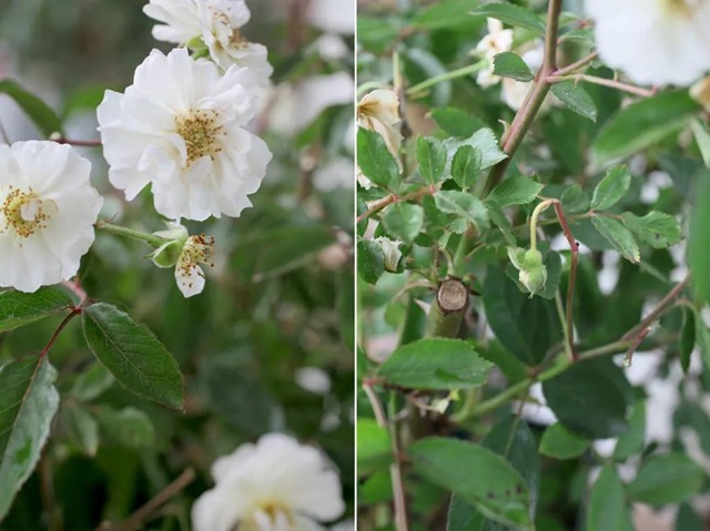 陽臺種植藤本月季花柱，從零開始打造實(shí)錄