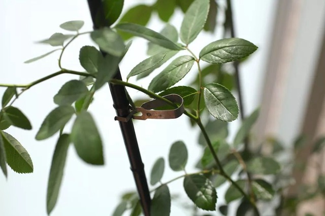 陽臺種植藤本月季花柱，從零開始打造實(shí)錄