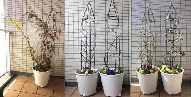 陽臺種植藤本月季花柱，從零開始打造實(shí)錄